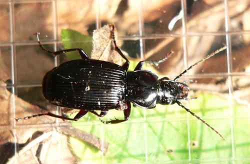 Pterostichus cristatus