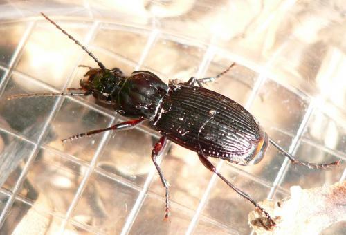 Pterostichus cristatus