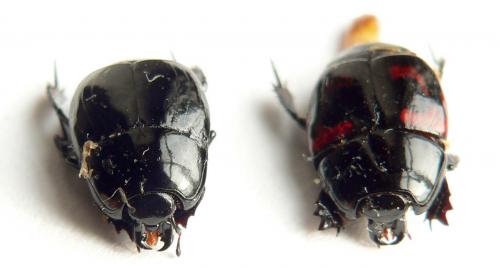 Hister quadrimaculatus