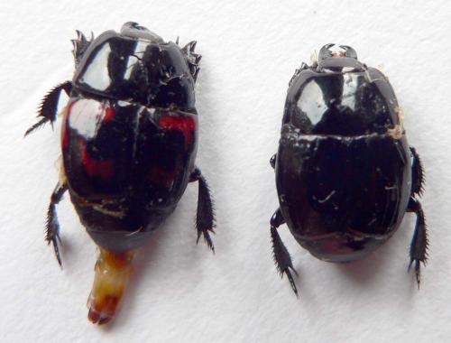 Hister quadrimaculatus