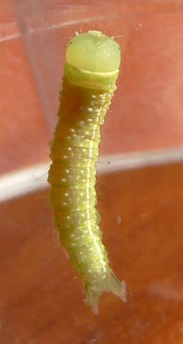 Pseudoips prasinana
