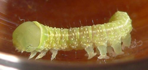 Pseudoips prasinana