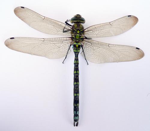 Aeshna cyanea