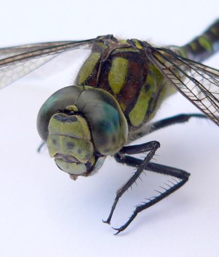 Aeshna cyanea