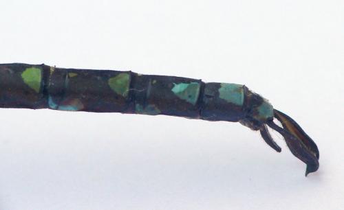 Aeshna cyanea