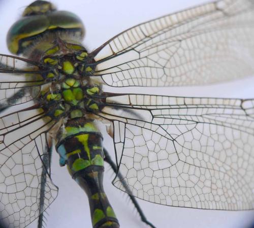 Aeshna cyanea