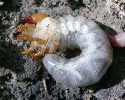 Lucanus cervus
