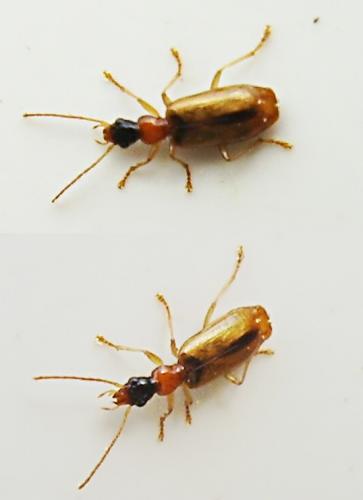 Réf. 13 738 : Demetrias atricapillus