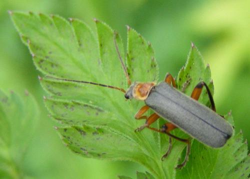 Cantharis nigricans