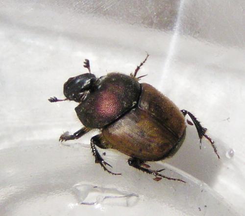 Onthophagus coenobita