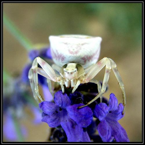 Thomisus onustus
