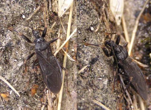 Reduvius personatus