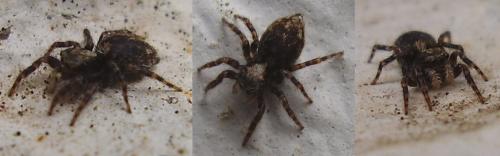 Réf. 13 669 : Pseudeuophrys sp.