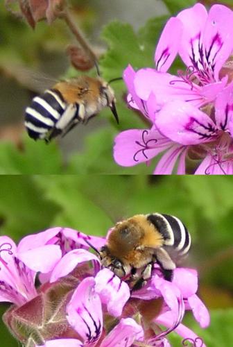 Réf. 13 199 : Amegilla quadrifasciata