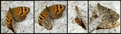 Lasiommata megera
