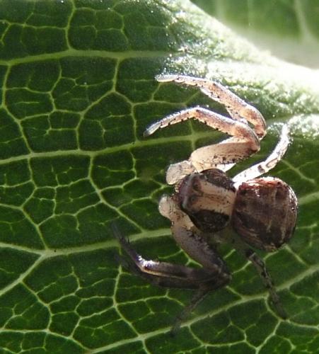 Xysticus sp.