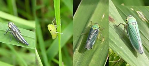 Réf. 13 245 : Cicadella viridis