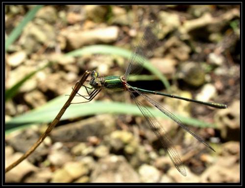 Chalcolestes viridis