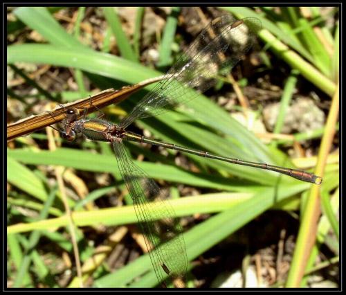 Chalcolestes viridis