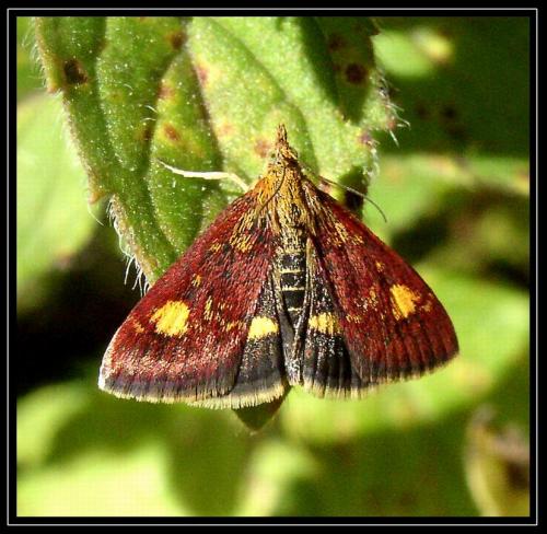 Réf. 13 375 : Pyrausta aurata