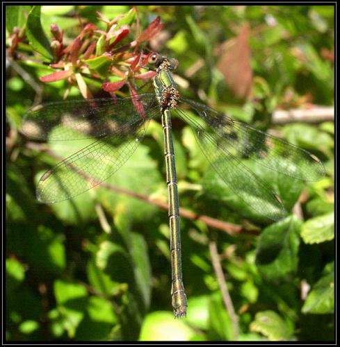 Chalcolestes viridis
