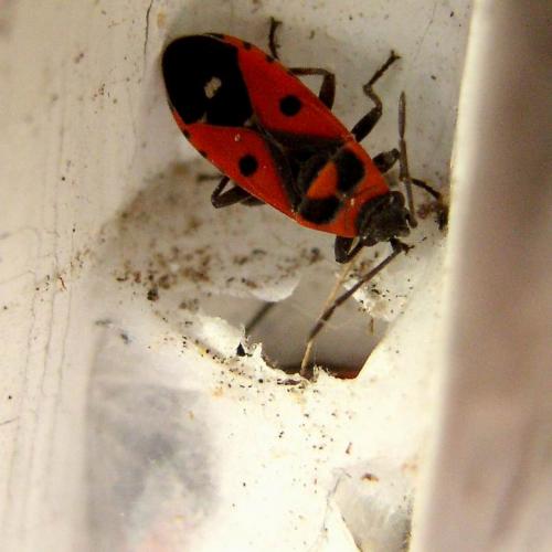 Melanocoryphus albomaculatus