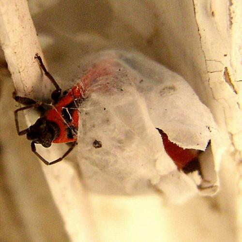 Melanocoryphus albomaculatus