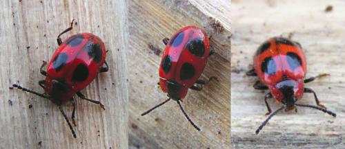 Réf. 13 690 : Endomychus coccineus
