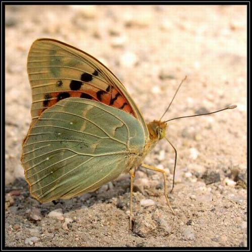 Argynnis pandora