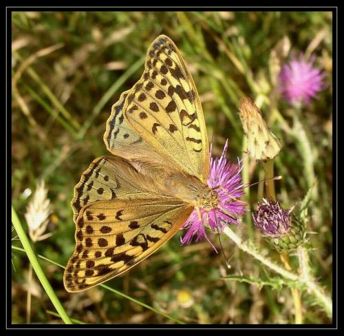 Argynnis pandora