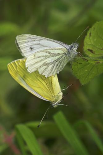 Réf. 13 038 : Pieris napi