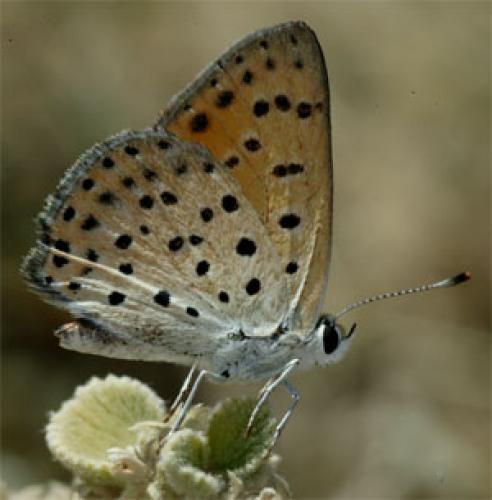 Lycaena sp.