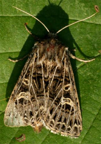 Tholera decimalis