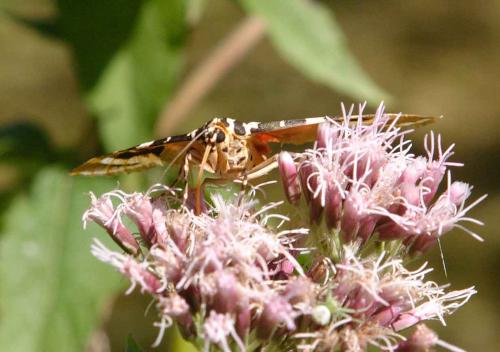 Euplagia quadripunctaria