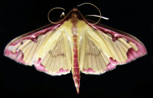 Réf. 13 729 : Cadarena pudoraria