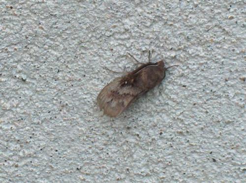 Dendrolimus pini
