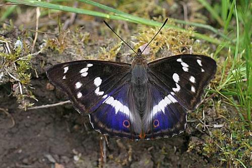 Apatura iris