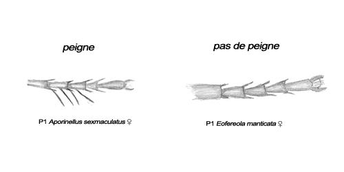 Indéterminé