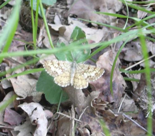 Ematurga atomaria