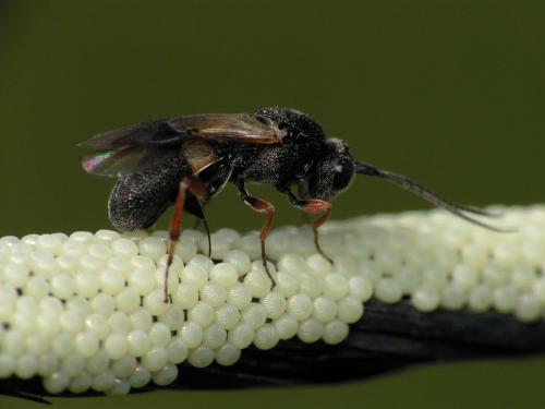 Chelonus sp.