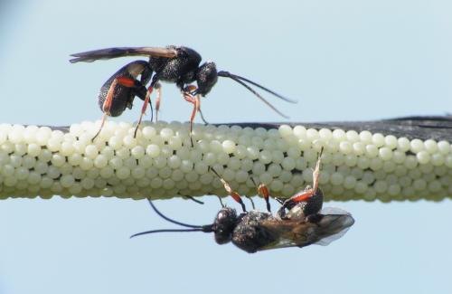 Chelonus sp.
