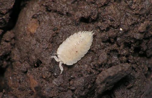 Platyarthrus hoffmannseggii