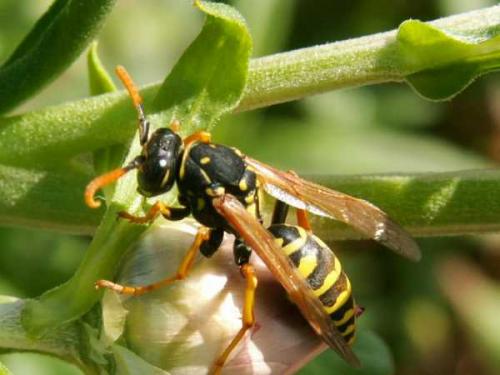 Polistes dominula