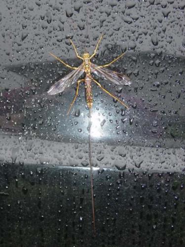 Megarhyssa sp.