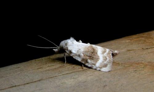 Réf. 13 474 : Meganola albula