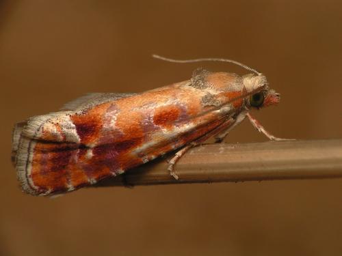 Rhyacionia buoliana