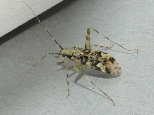 Réf. 13 372 : Phytocoris tiliae