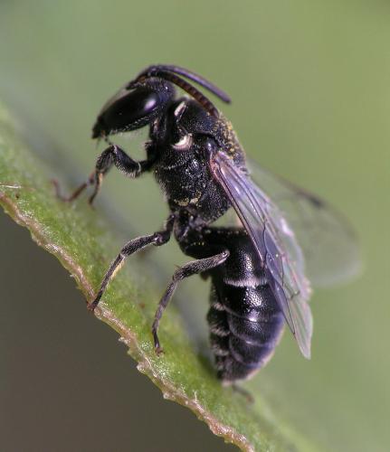Réf. 13 515 : Hylaeus sp.
