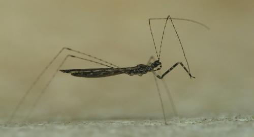 Empicoris sp.