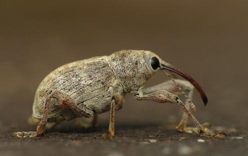 Réf. 13 826 : Curculio elephas